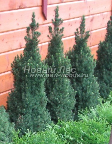 ������� ��� ����� ������ (���������� �������� ��� ��������� ������, Picea glauca 'Conica') - ���� 504 - ���������� �������� ���� ����� ������ - 60-��������������� ������� � ����������� ���� (����, �����������)