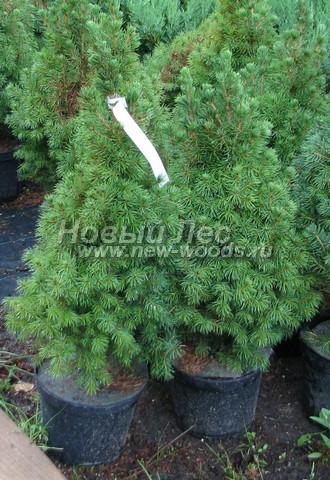 ������� ��� ����� ������ (���������� �������� ��� ��������� ������, Picea glauca 'Conica') - ���� 505 - ��� ������ - ������� � 5-�������� ����������� (������ 60-70 ��), �������������� � ������� �� ������� ���������