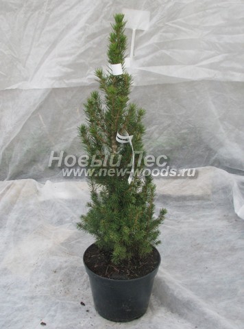     (    , Picea glauca 'Conica') -  506 -    ,     2 ,  50-55  (, ,  )
