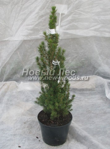 ������� ��� ����� ������ (���������� �������� ��� ��������� ������, Picea glauca 'Conica') - ���� 506 - ������� ��� ����� ������, ������������ � ����������� ������� 2 �����, ������ 50-55 �� (�����, ���, �������� �������)