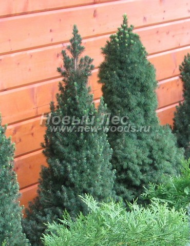     (    , Picea glauca 'Conica') -  507 -    (         )