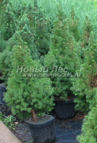 ������� ��� ����� ������ (���������� �������� ��� ��������� ������, Picea glauca 'Conica') - ���� 508 - ���������� �������� �������� ������� (������� ��� ������ � ����������� ������� 10 ������)