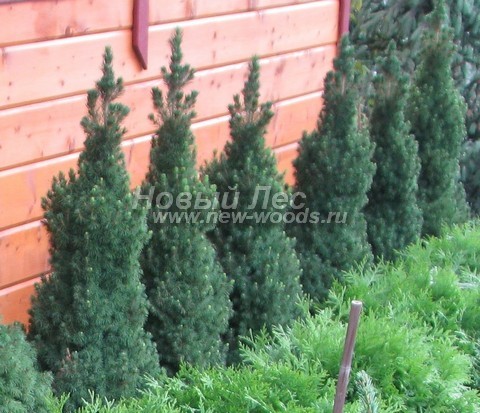 ������� ��� ����� ������ (���������� �������� ��� ��������� ������, Picea glauca 'Conica') - ���� 509 - ��� ��������� ������ - ������� � ����������� ���� �� �������� �������� (���������� �������, ����������� �����)