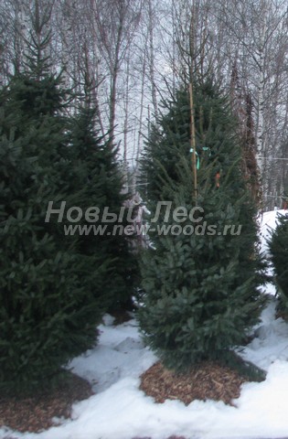 ������� ��� �������� (���������� �������� Picea omorika) - ���� 501 - ������� ��� �������� � ��������� (������ 2,5 - 3 �����)