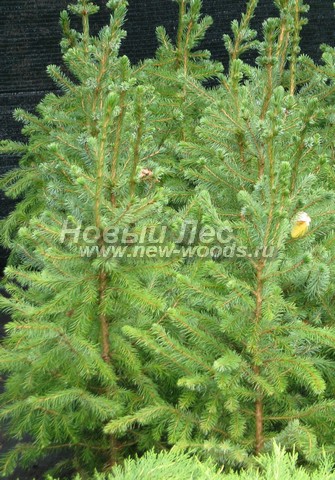 ������� ��� �������� (���������� �������� Picea omorika) - ���� 502 - ��� �������� � ����������� (������� ������� 30 - 50 ��)