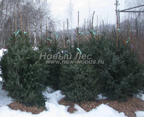 ������� ��� �������� (���������� �������� Picea omorika) - ���� 503 - ��� �������� ������� 100 - 150 �� (1 - 1,5 �����), ������� � ���������