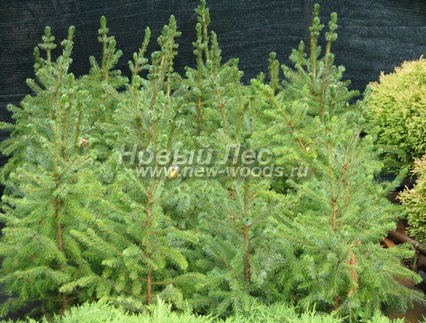 ������� ��� �������� (���������� �������� Picea omorika) - ���� 504 - ������� ������� ��� �������� � ����������� (������ 20 25 ��)