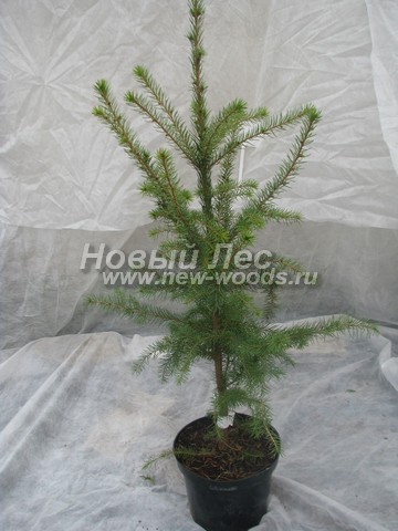 ������� ��� �������� (���������� �������� Picea omorika) - ���� 505 - ���������� �������� ��� �������� (������ �������� - 50 ��)