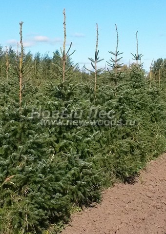 ������� ��� �������� (���������� �������� Picea omorika) - ���� 506 - ������� �������� ��� �������� � ��������� (������ 2 - 3  �����)