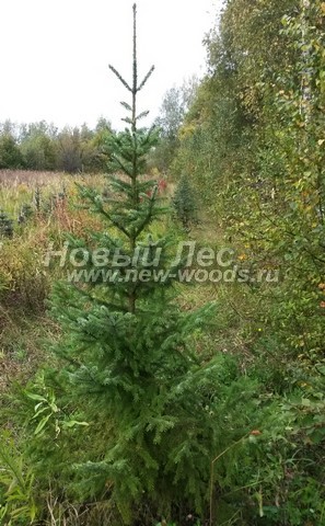 ������� ��� �������� (���������� �������� Picea omorika) - ���� 507 - ������� ��������� ��� �������� (������ 1,5 - 2 �����)