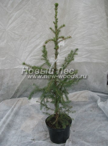    (  Picea omorika) -  508 -     (Picea omorika)  ,  0,5 