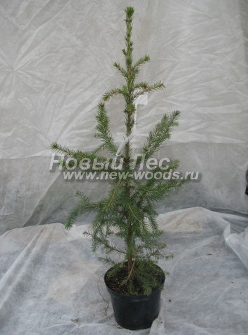 ������� ��� �������� (���������� �������� Picea omorika) - ���� 508 - ���������� �������� ��� �������� (Picea omorika) � ����������, ������ 0,5 �