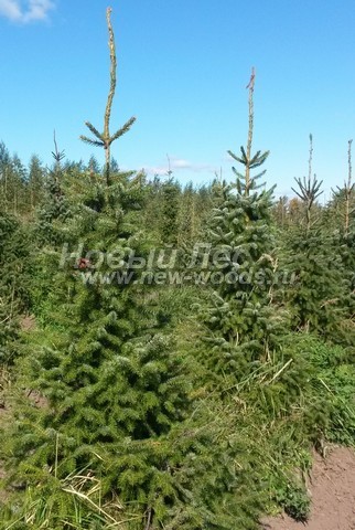 ������� ��� �������� (���������� �������� Picea omorika) - ���� 509 - ������� ������� �������� ��� �������� (��������, �����)