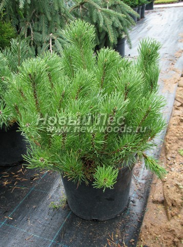    (  Pinus mugo) -  501 -    (   5 )     ( 50 , )