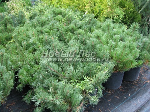 ������� ����� ������ (���������� �������� Pinus mugo) - ���� 502 - ���������� �������� ����� ������ - ������� �������� ������� 50-60 �� � �����������