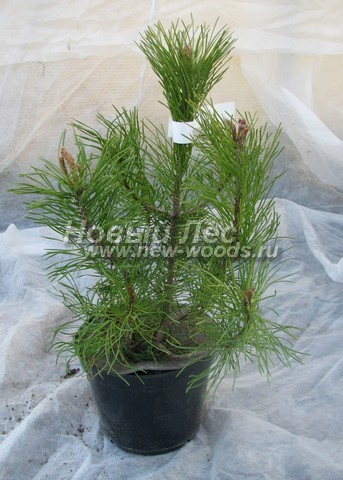 ������� ����� ������ (���������� �������� Pinus mugo) - ���� 504 - ������� ����� ������ � ��������� (����������� �����, �������� �������) - ������, ������ 30 ��, ��������� 2 �����
