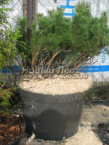 ������� ����� ������ (���������� �������� Pinus mugo) - ���� 505 - ������������ ������� �������� ����� ������ �� ����������� �������� ��������� (�����, ���)