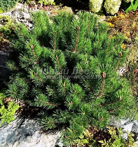 ������� ����� ������ (���������� �������� Pinus mugo) - ���� 507 - ������� ����� ������, ���������� �� ���������� ����� � ������ ������� ������������ ������� (���������� �������, ����������� �����)