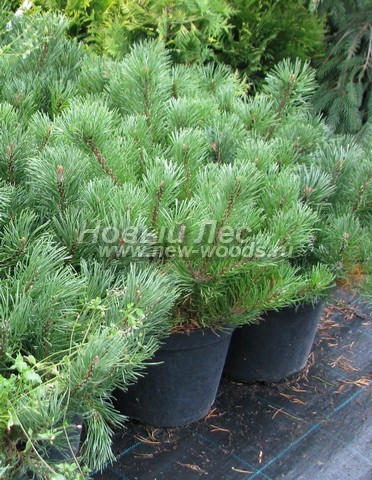 ������� ����� ������ (���������� �������� Pinus mugo) - ���� 508 - ���������� �������� � ����������� - ����� ������ (������ 0,5 ������)