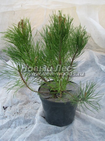    (  Pinus mugo) -  509 -   () -  0,3 ,  2  ( )