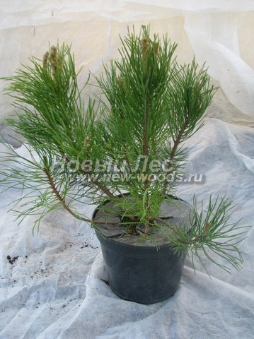 ������� ����� ������ (���������� �������� Pinus mugo) - ���� 509 - ����� ������ (�������) - ������ 0,3 �����, ��������� 2 ����� (�������� �������)