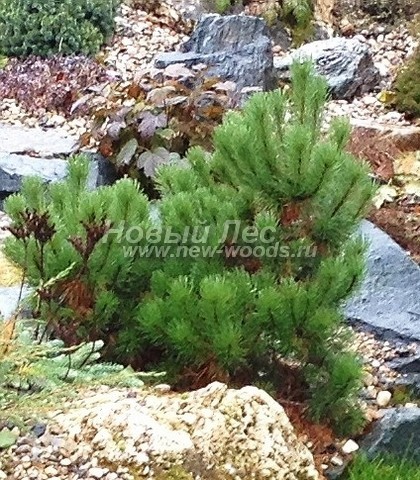    (  Pinus mugo) -  510 -  ,        ( ,  )