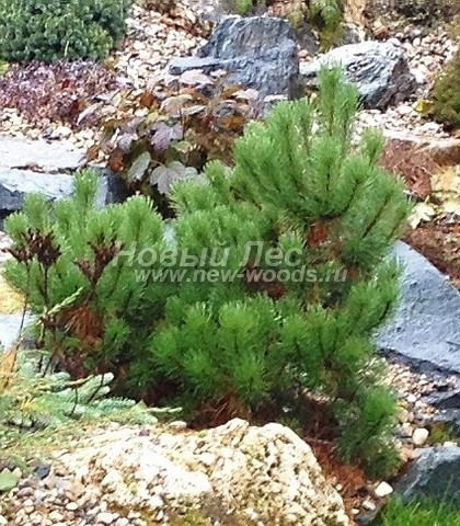 ������� ����� ������ (���������� �������� Pinus mugo) - ���� 510 - ����� ������, ���������� ��� ���������� ���������� �� ���������� ����� (���������� �������, ������������ �����)