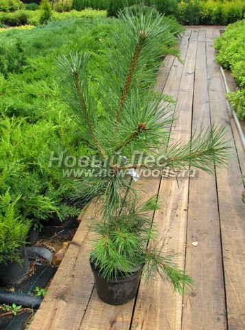     (  Pinus nigra) -  501 -     (Pinus nigra),     ( ,  )
