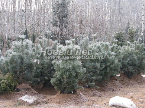 ������� ����� ������ ����������� (���������� �������� Pinus nigra) - ���� 502 - ���������� �������� ����� ������, �������� �� �������� �������� (���������� �������, ����)