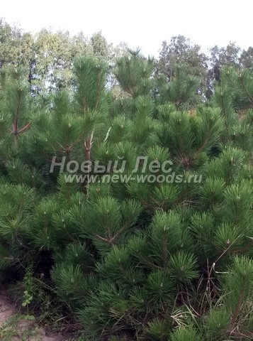 ������� ����� ������ ����������� (���������� �������� Pinus nigra) - ���� 503 - ������� �������� ����� ������ ����������� � ������� ���� ��������� (�������� �������)