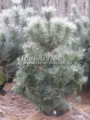 ������� ����� ������ ����������� (���������� �������� Pinus nigra) - ���� 504 - ����� ������ - ������� ��������, ���������� ��� ������ ������� (������ 2 �����, �������)