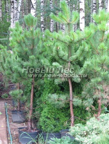     (  Pinus nigra) -  505 -     -       ( ,  )
