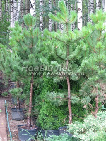 ������� ����� ������ ����������� (���������� �������� Pinus nigra) - ���� 505 - ������� ������ ����� ������ - ���� �� �������� � ������������� ���������� (���������� �������, ����������� �����)