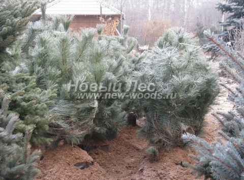     (  Pinus nigra) -  506 -      -      