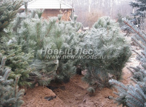 ������� ����� ������ ����������� (���������� �������� Pinus nigra) - ���� 506 - ���������� �������� ����� ������ ����������� - ������� ��� ������� � ����������� ��������