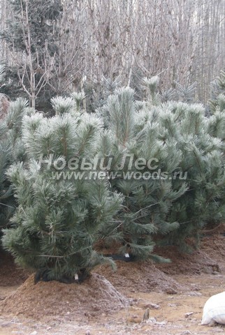     (  Pinus nigra) -  507 -    (   1,5  2 , )