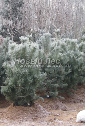 ������� ����� ������ ����������� (���������� �������� Pinus nigra) - ���� 507 - ������� ����� ������ (������ �������� �� 1,5 �� 2 ������, �����������)