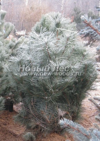     (  Pinus nigra) -  508 -                  