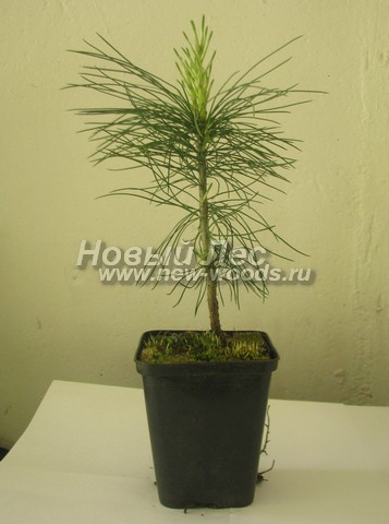    (  Pinus sibirica -   ) -  501 -    (  -   , Pinus sibirica),  p9, , ,  