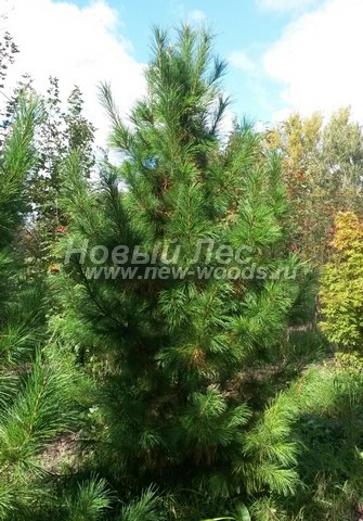 ������� ���������� ����� (���������� �������� Pinus sibirica - ����� ��������� ��������) - ���� 502 - ���������� �������� �� ���������� - ����� ��������� ��������, ������ 2,5 �����, �������� �������