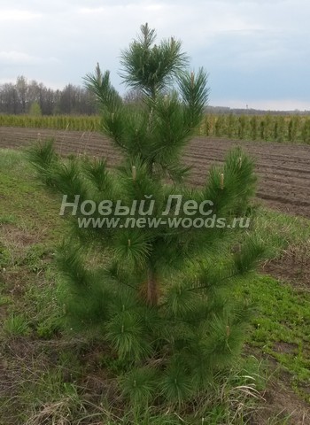 ������� ���������� ����� (���������� �������� Pinus sibirica - ����� ��������� ��������) - ���� 503 - ��������� ���� - ������� �������� ������ ������� 180 �� ����������� � ������, �����, ������