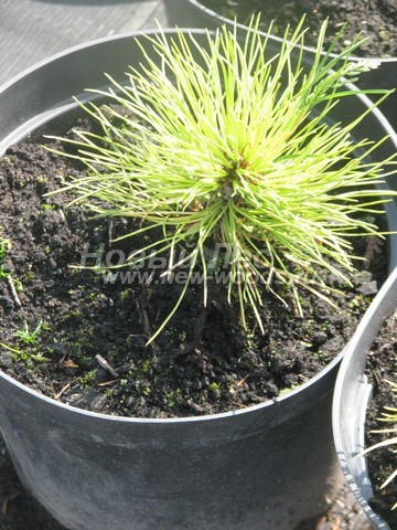 ������� ���������� ����� (���������� �������� Pinus sibirica - ����� ��������� ��������) - ���� 504 - ������� (������) ����� ��������� ��������, ������������ � ���������� (��������, ����������� ����� �������� �������)