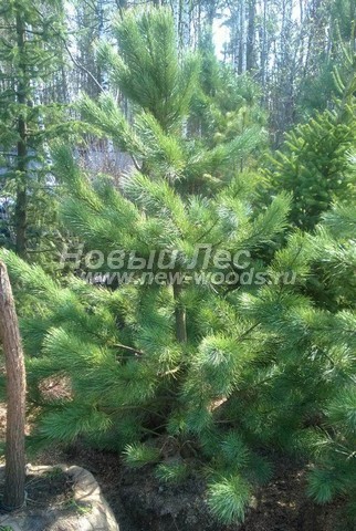    (  Pinus sibirica -   ) -  505 -        ,           ( , )