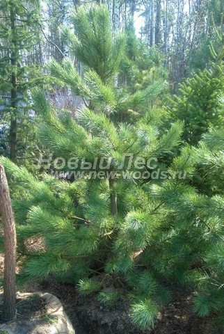 ������� ���������� ����� (���������� �������� Pinus sibirica - ����� ��������� ��������) - ���� 505 - ��������� ���� ����� �������� � ����������� ������ ��������, ����������� ��� ������� �� ������� � ������ ������� ������������ ������� (����������� �����, �����������)