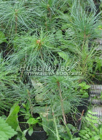 ������� ���������� ����� (���������� �������� Pinus sibirica - ����� ��������� ��������) - ���� 506 - ������������ ������� ����� ���������� (����� ��������� ��������) �� ������� ������� � ���������