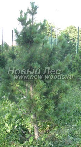 ������� ���������� ����� (���������� �������� Pinus sibirica - ����� ��������� ��������) - ���� 507 - ��������� ����, ���������� � ������ �������-���������� ���������� (������, ������ ������ 2 �����)