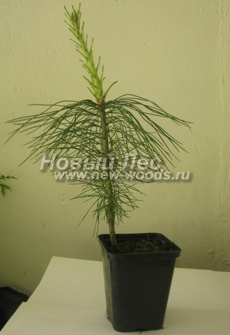 ������� ���������� ����� (���������� �������� Pinus sibirica - ����� ��������� ��������) - ���� 508 - ������� ����� ��������� �������� - �������� �������� ���� �������� (��������, ����������� ��� ������� � �������� ����� ������)