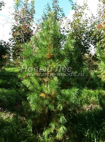 ������� ���������� ����� (���������� �������� Pinus sibirica - ����� ��������� ��������) - ���� 509 - ����� Pinus sibirica, ������������ ��� ���������� ����������� �������� - ������ ������ 200 �� (���� �� ���������� �������)