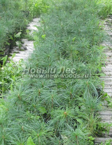 ������� ���������� ����� (���������� �������� Pinus sibirica - ����� ��������� ��������) - ���� 510 - ���� ������� �������� � ��������� - ������� ����� � ����������� - ���������� ��������, ������������ �� �������� (����, ������)