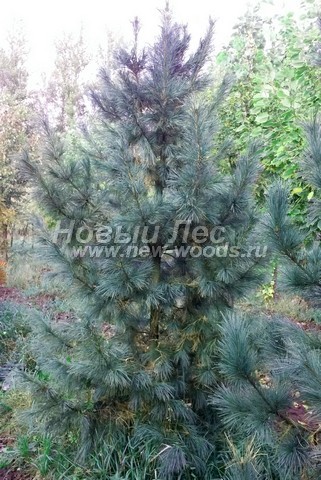    (  Pinus sibirica -   ) -  511 -    -           
